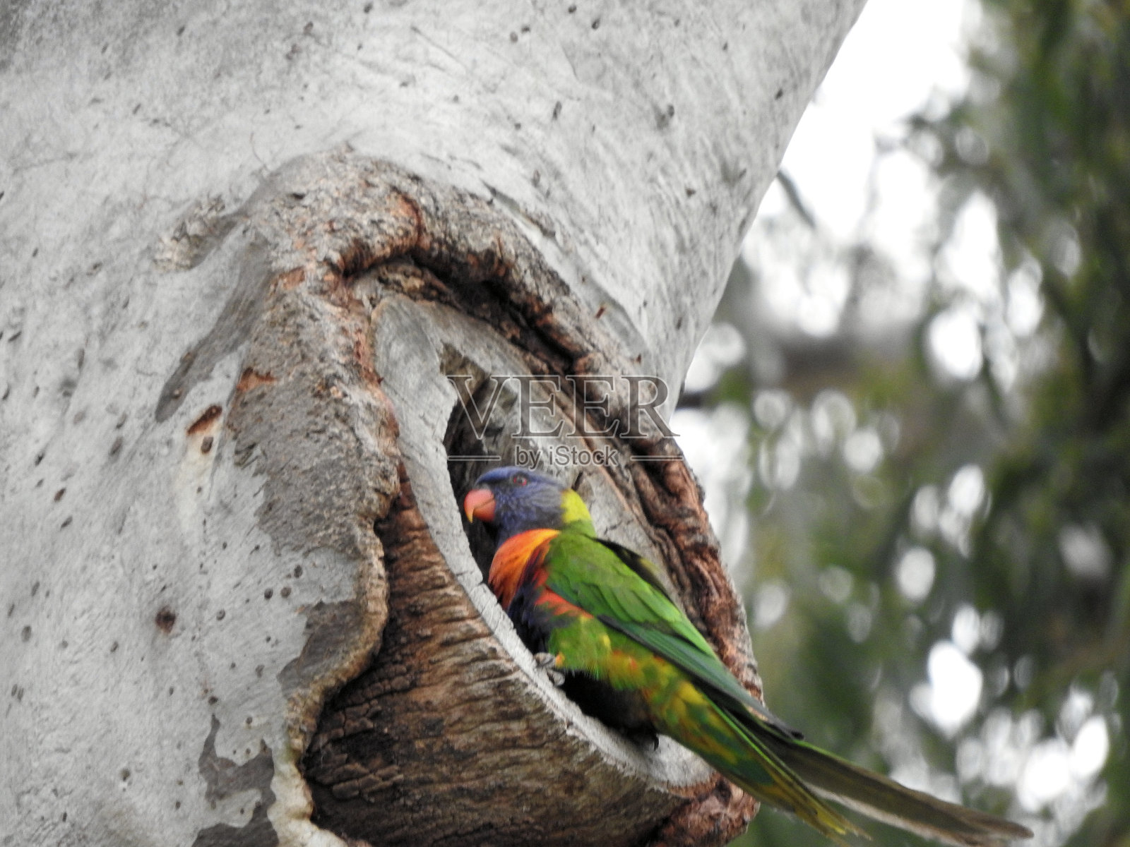 澳大利亚鸟类照片摄影图片