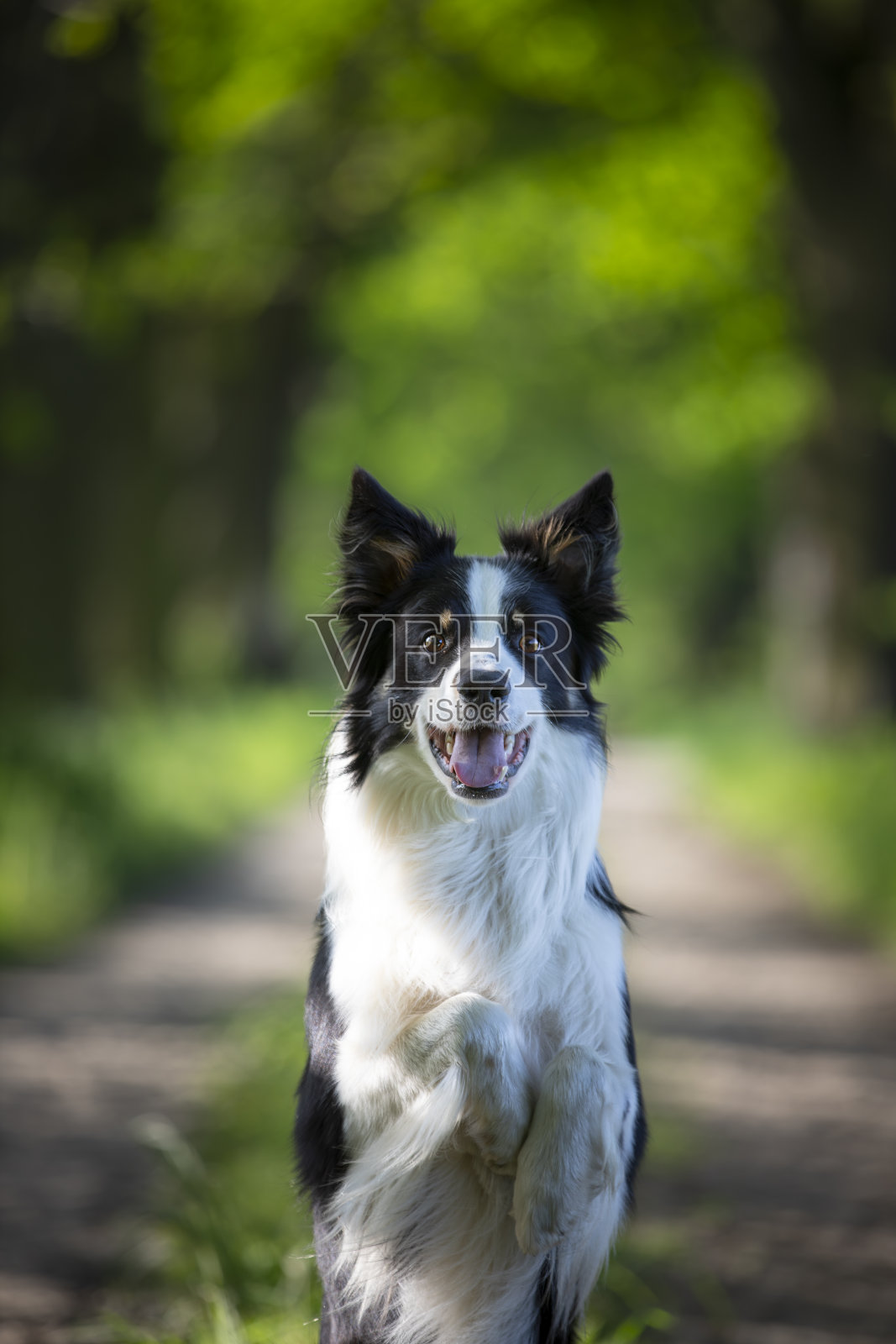 边境牧羊犬照片摄影图片