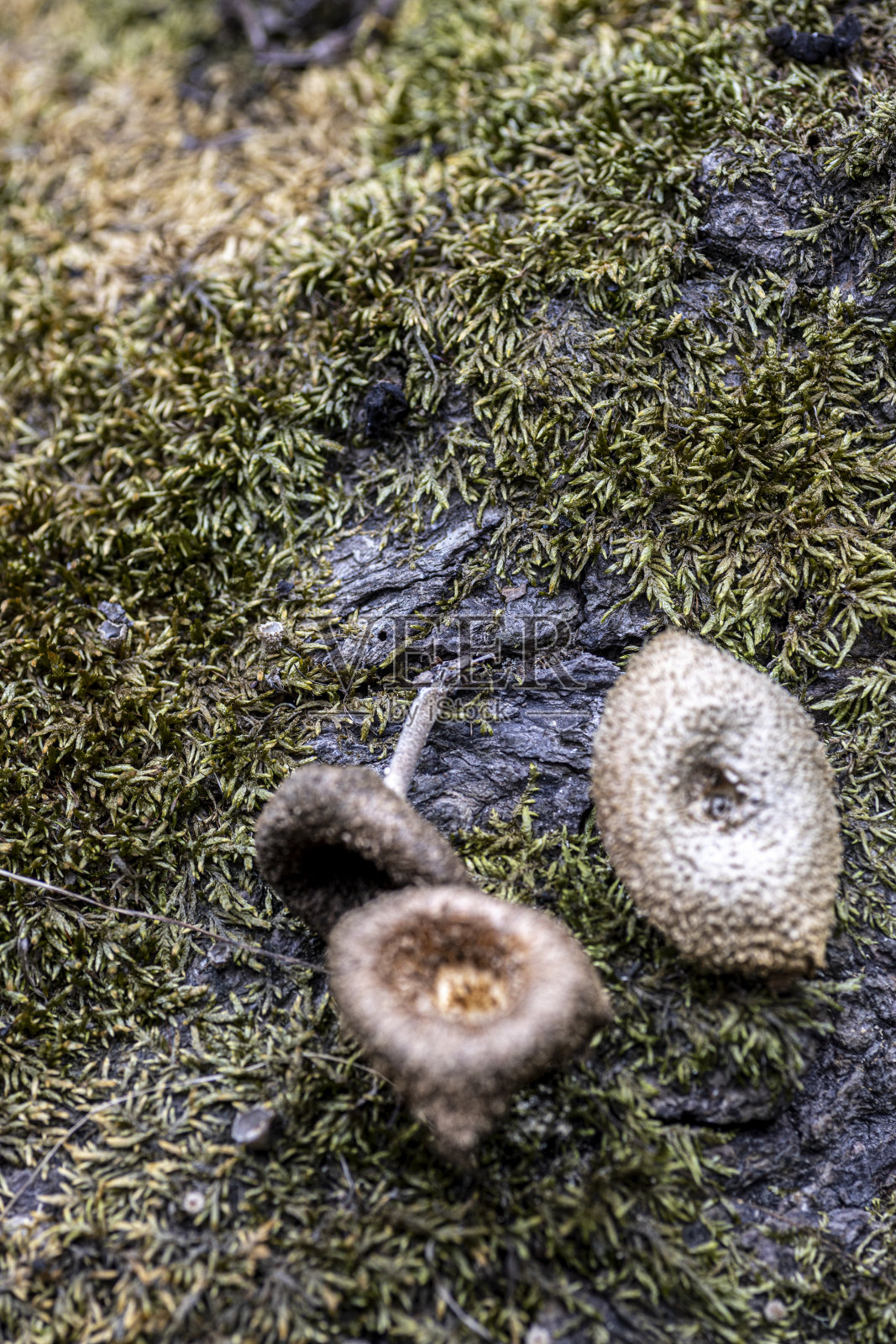 地衣背景配蘑菇照片摄影图片