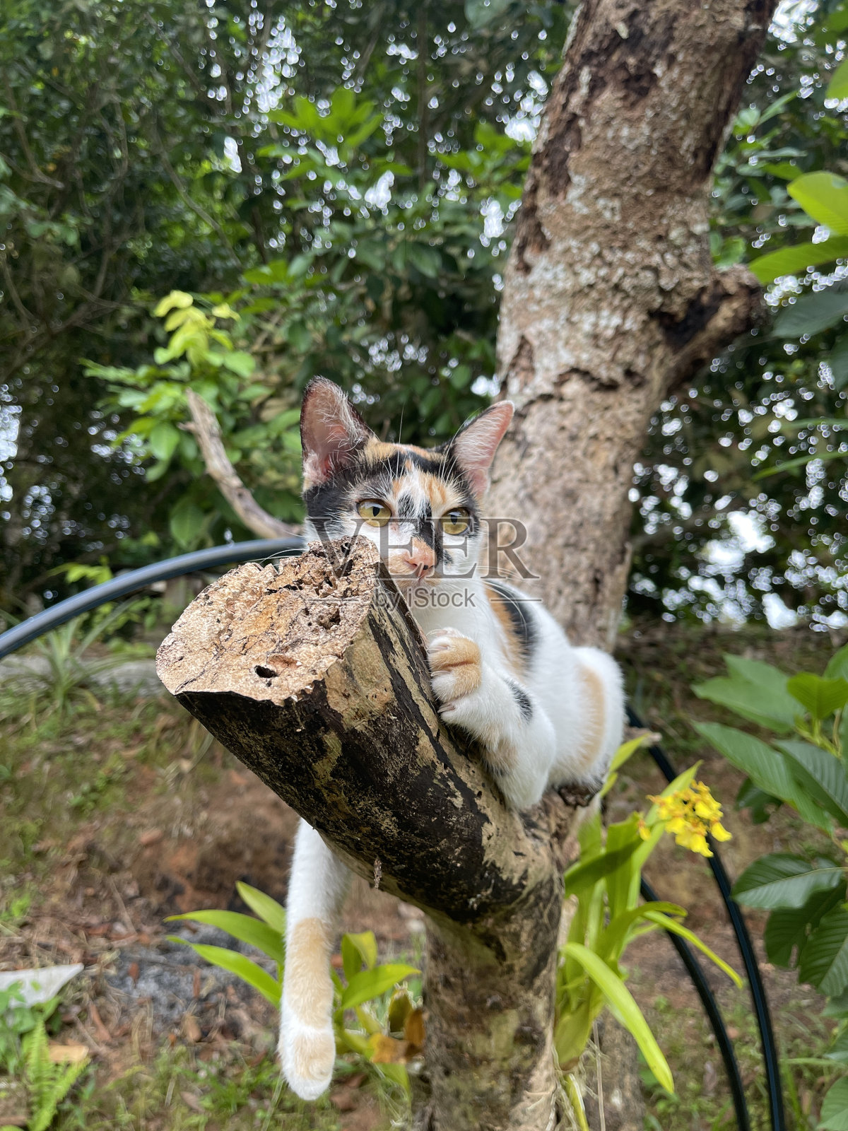 猫爬上照片摄影图片