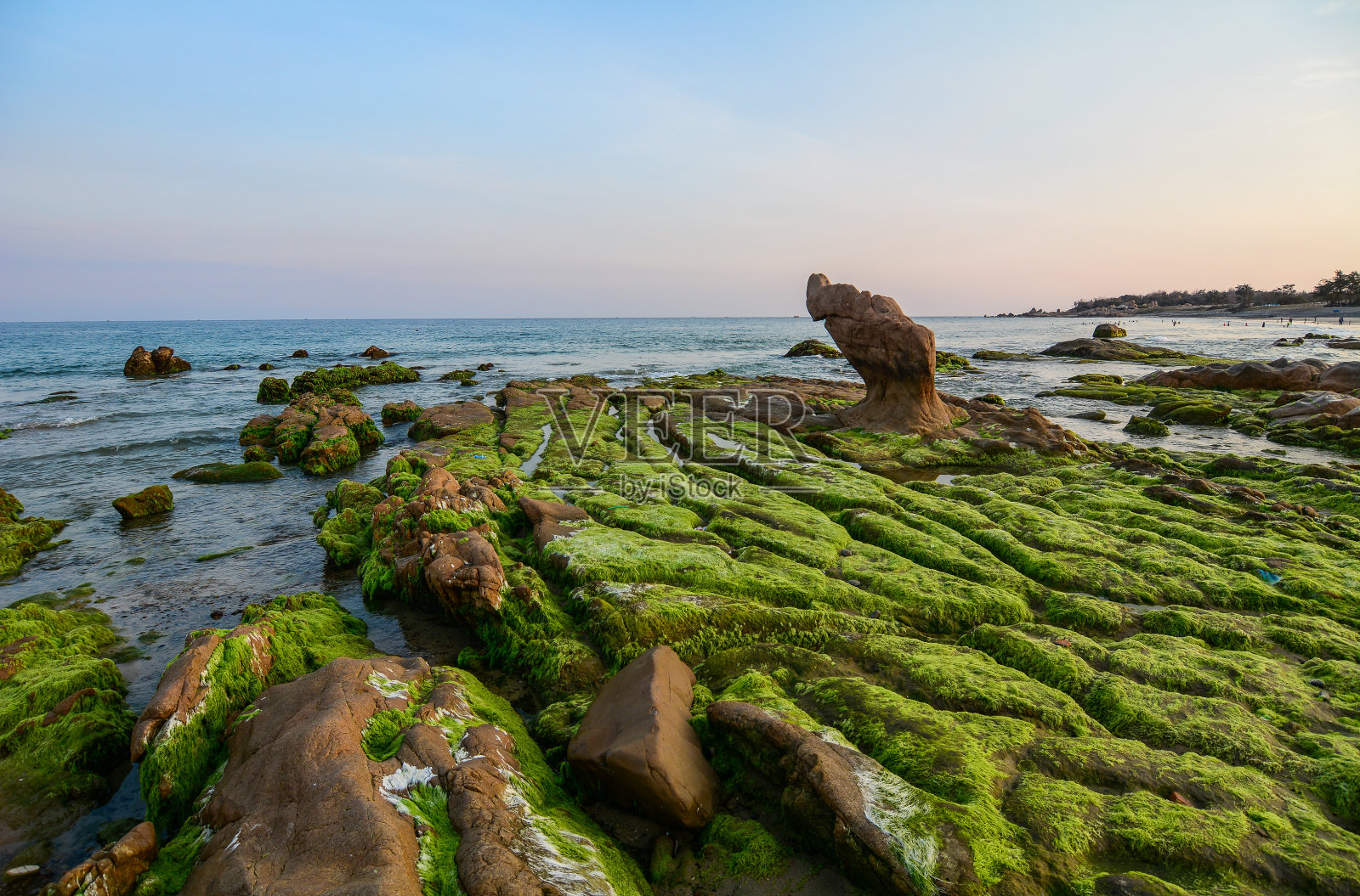岩石上的绿藻照片摄影图片