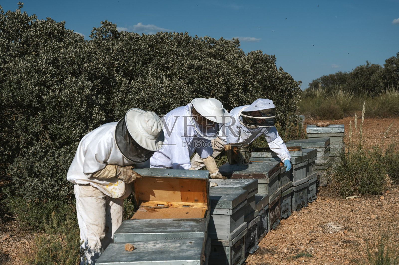 在蜂箱里工作的养蜂人照片摄影图片