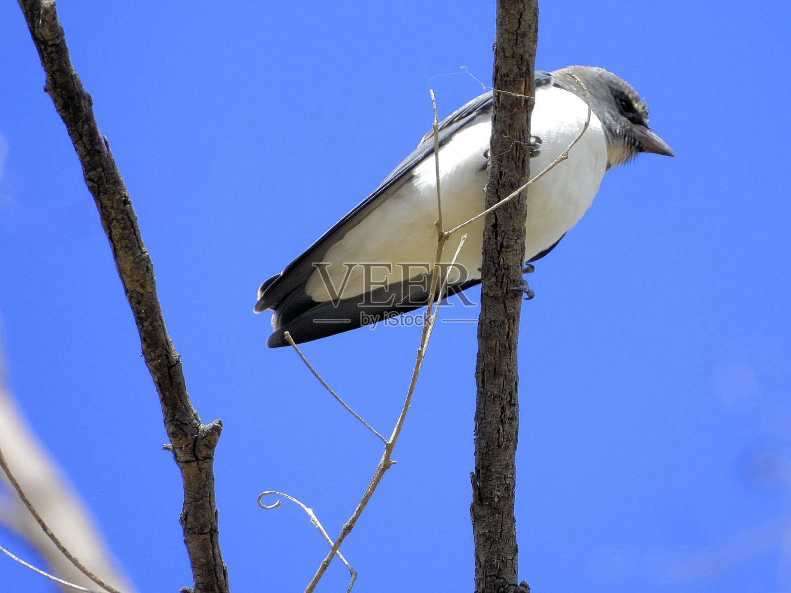 下莫伊拉，维多利亚州，澳大利亚照片摄影图片