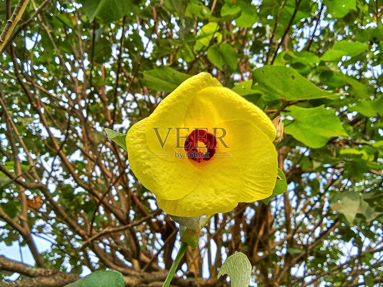 木槿tiliaceus照片摄影图片