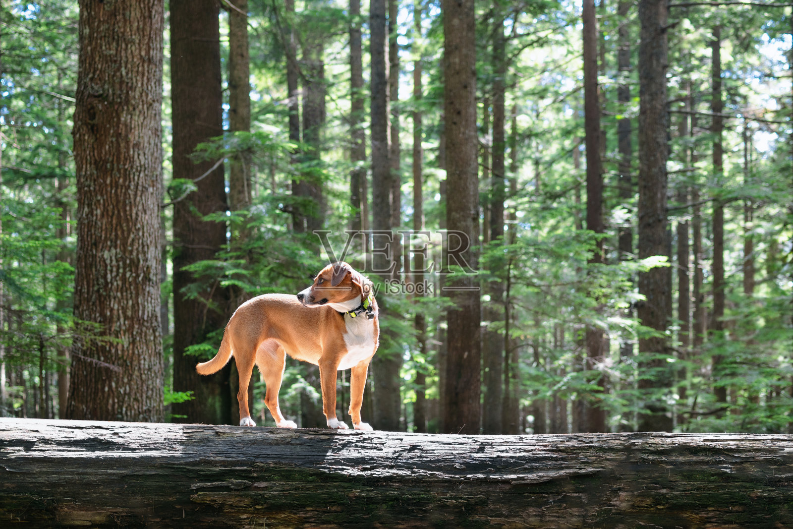 夏季森林里，高大树木下的狗狗照片摄影图片