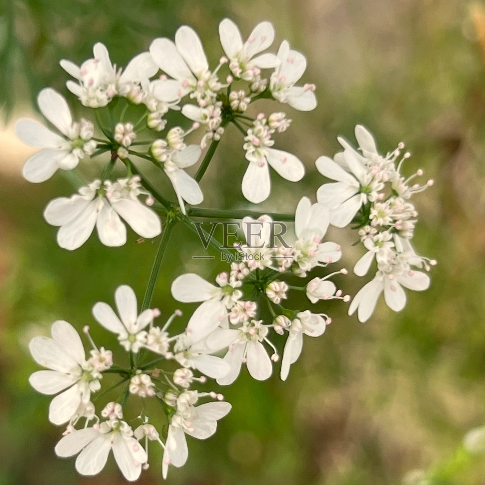 香菜花照片摄影图片