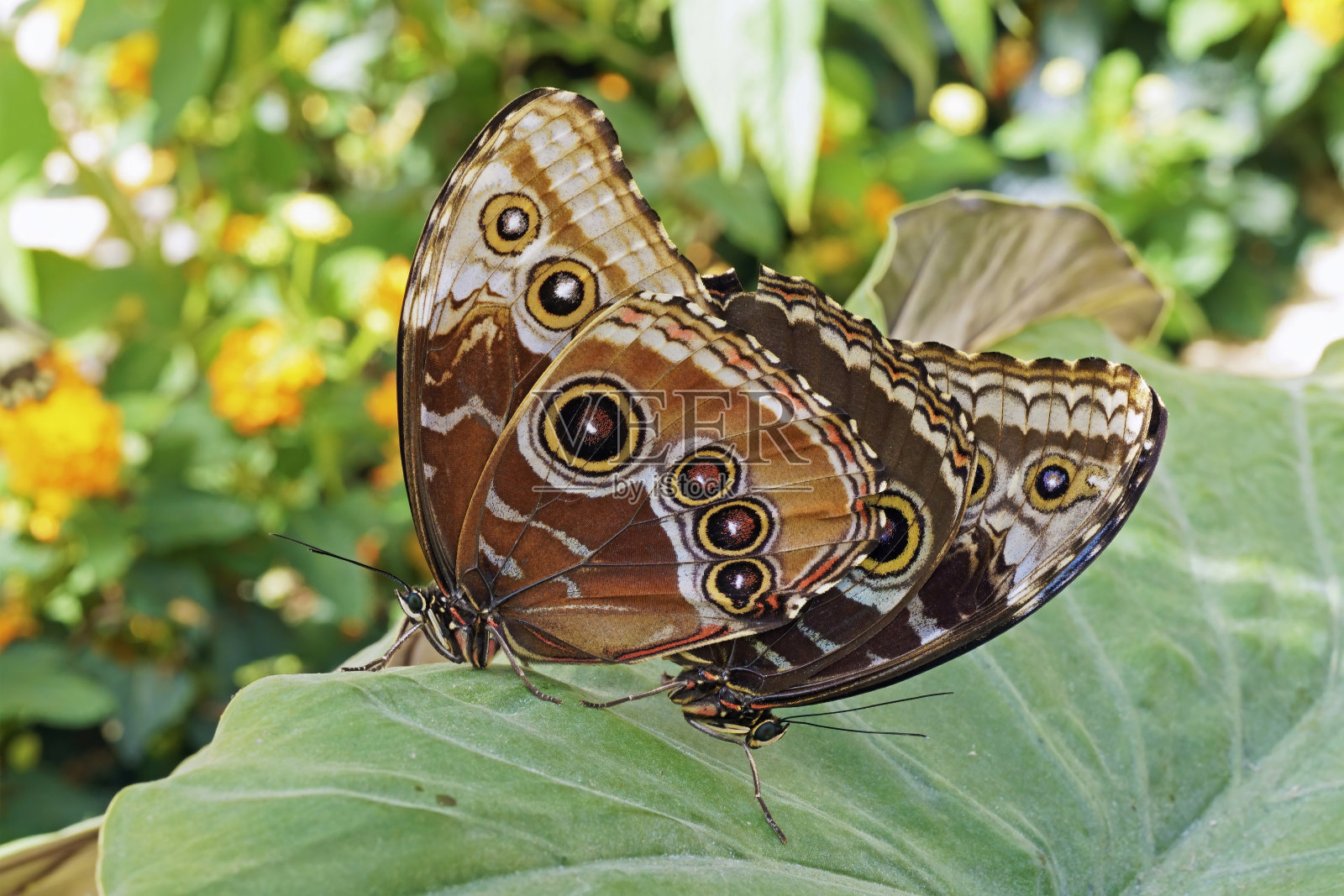 交配中的蓝大闪蝶标本照片摄影图片