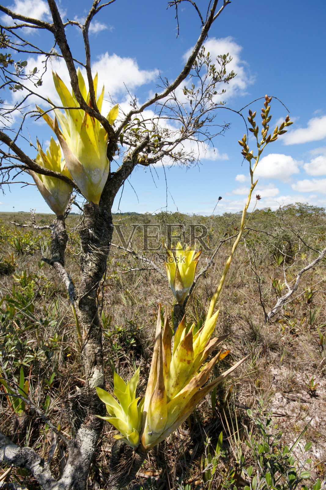 委内瑞拉大萨巴纳，树上开花的附生苔藓照片摄影图片