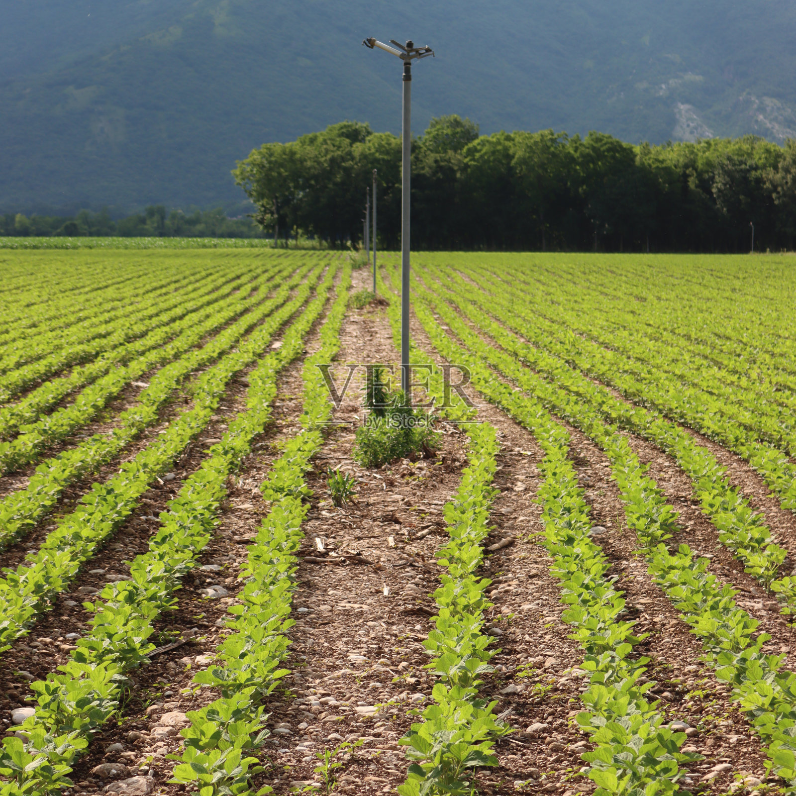 绿油油的大豆在田野里排成一排，背景是山。照片摄影图片