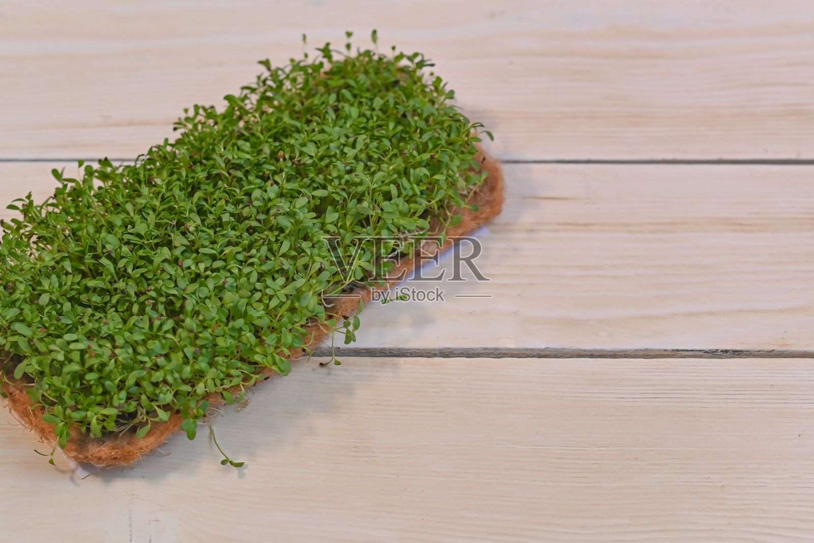 浅色背景的亚麻地毯上的微型绿色植物。健康饮食的概念。特写镜头。照片摄影图片