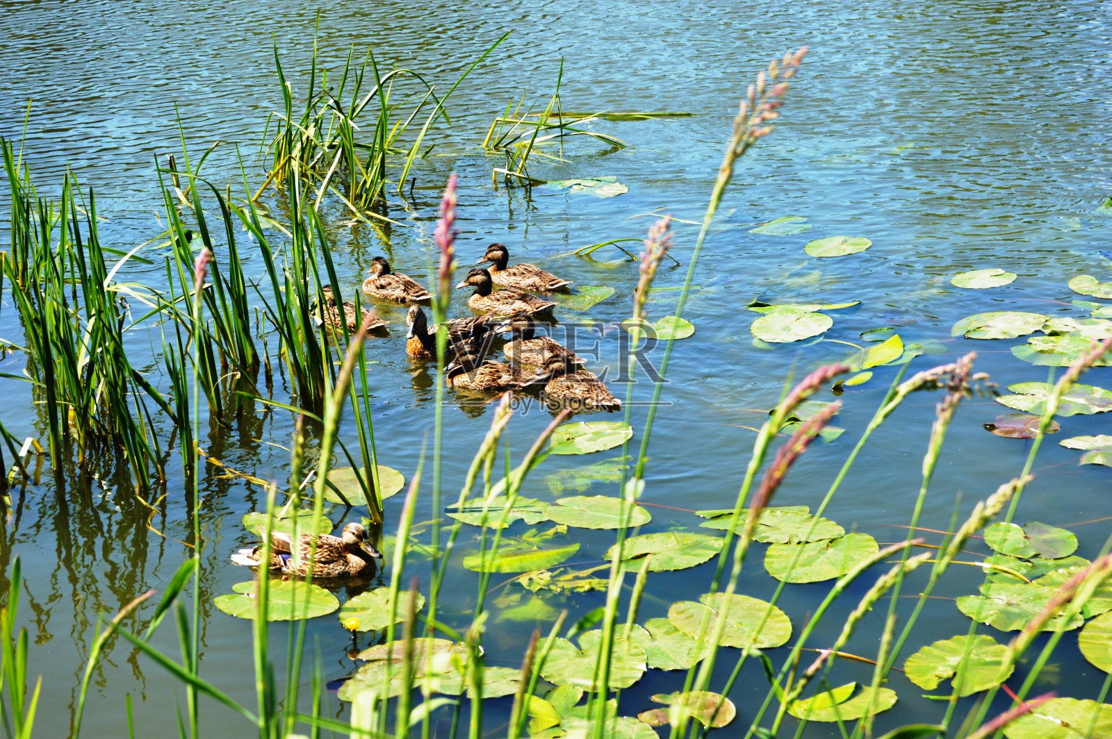 水中睡莲照片摄影图片