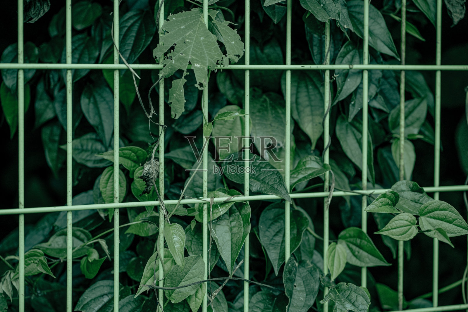 大自然中的绿色篱笆照片摄影图片