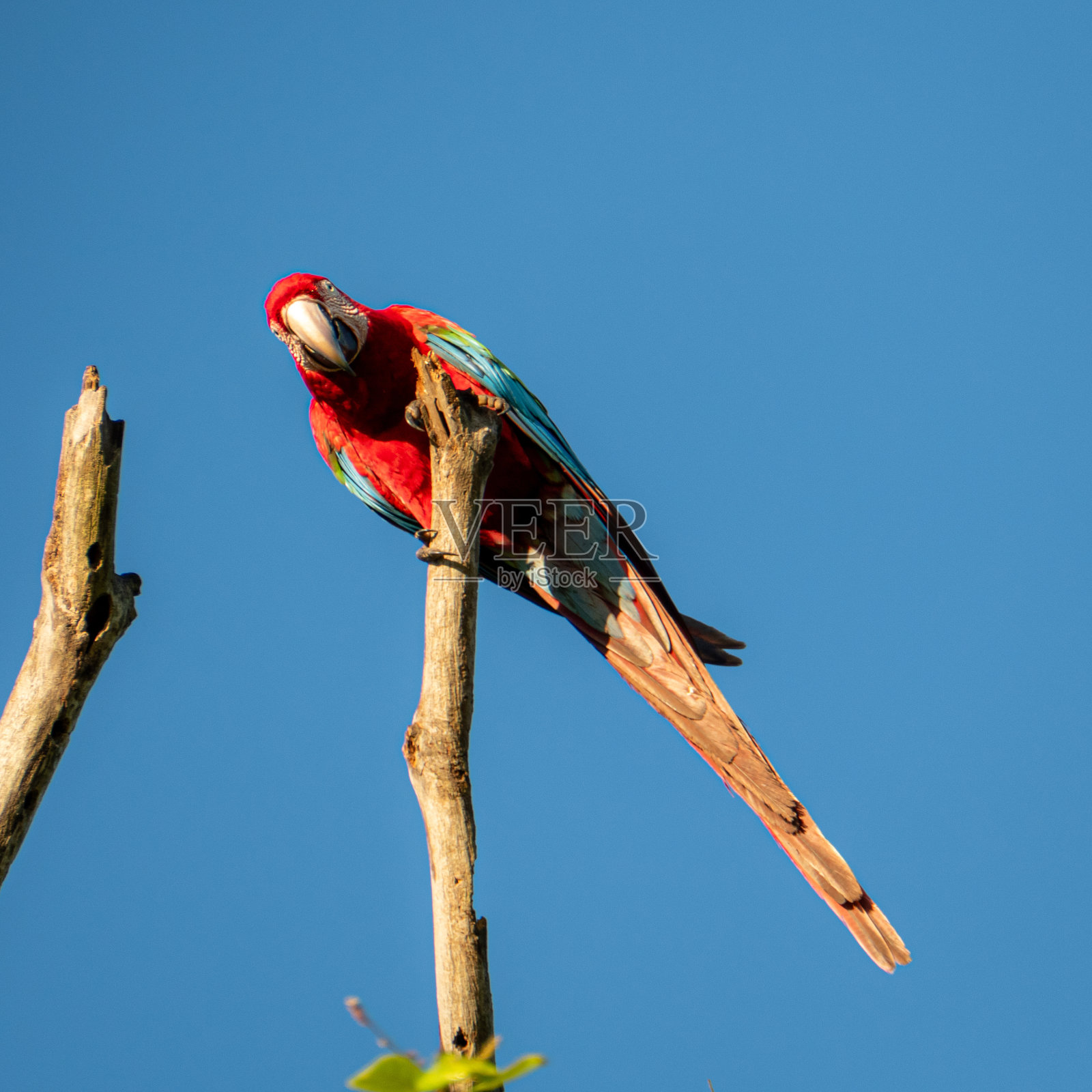 潘塔纳尔的红猩红金刚鹦鹉照片摄影图片