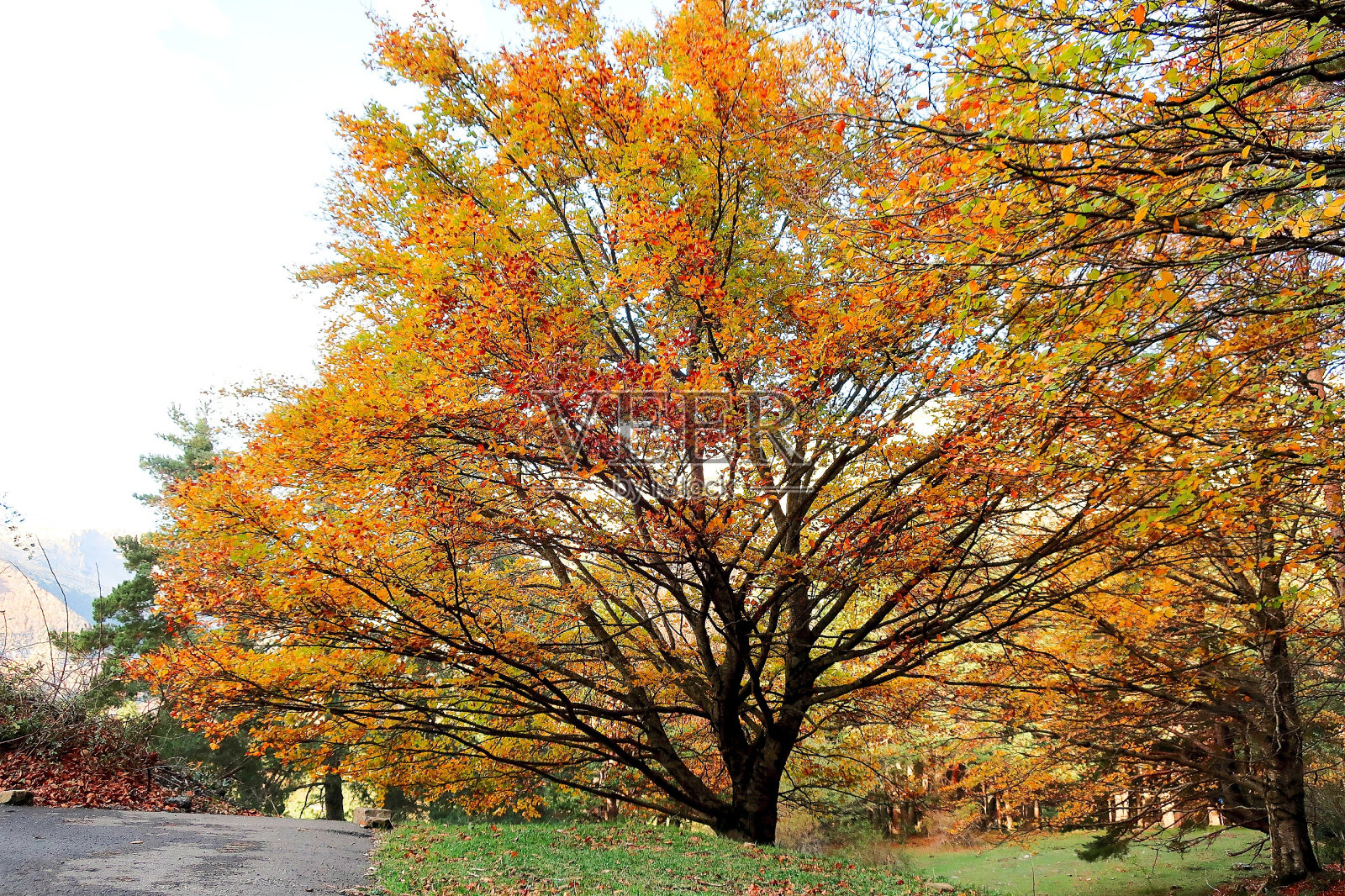 树照片摄影图片
