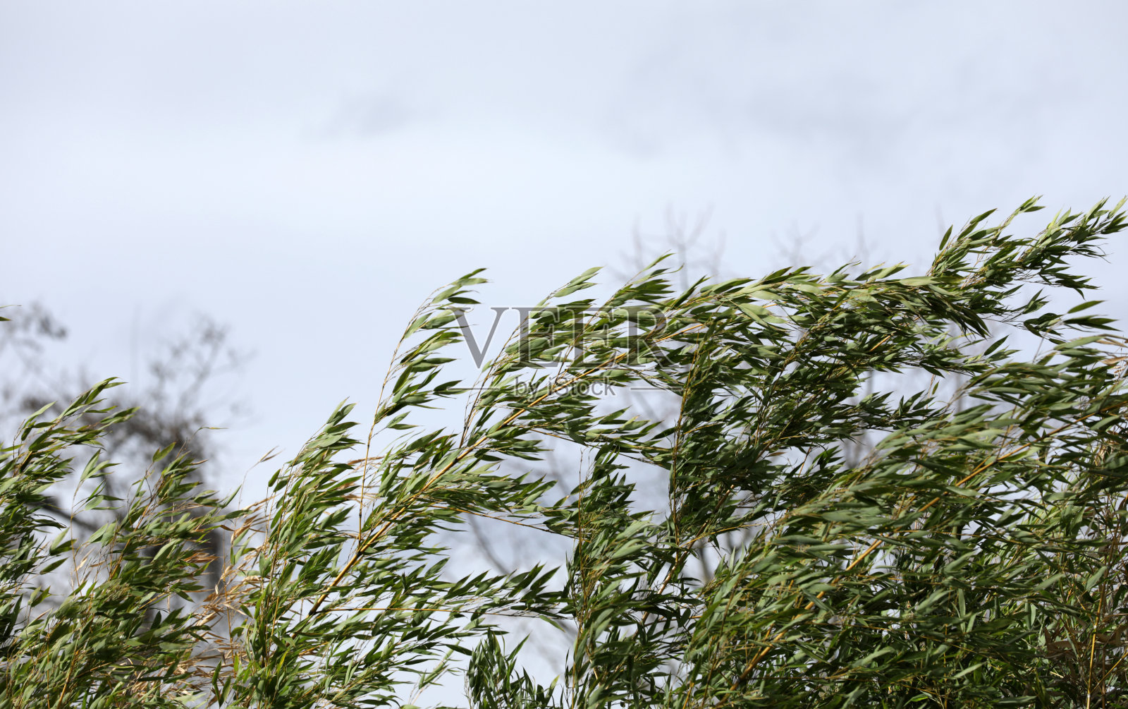 花园公园里的竹子照片摄影图片