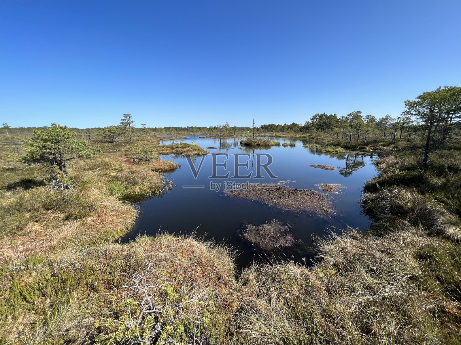 传统的泥炭沼泽景观，小沼泽湖泊，矮小的松树和传统的沼泽植被照片摄影图片