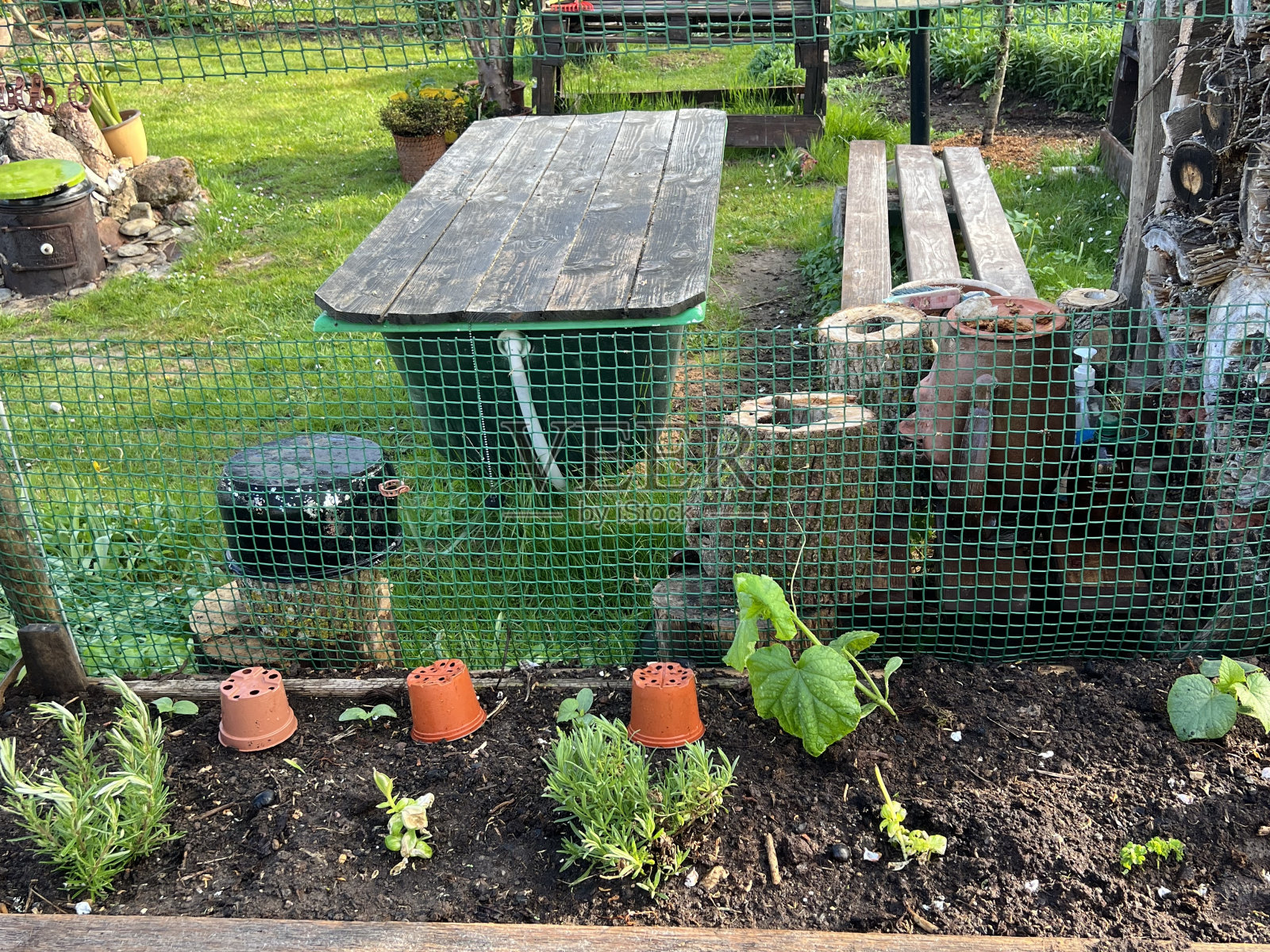 花园在春天，第一个春天的花朵盛开，花园安排照片摄影图片