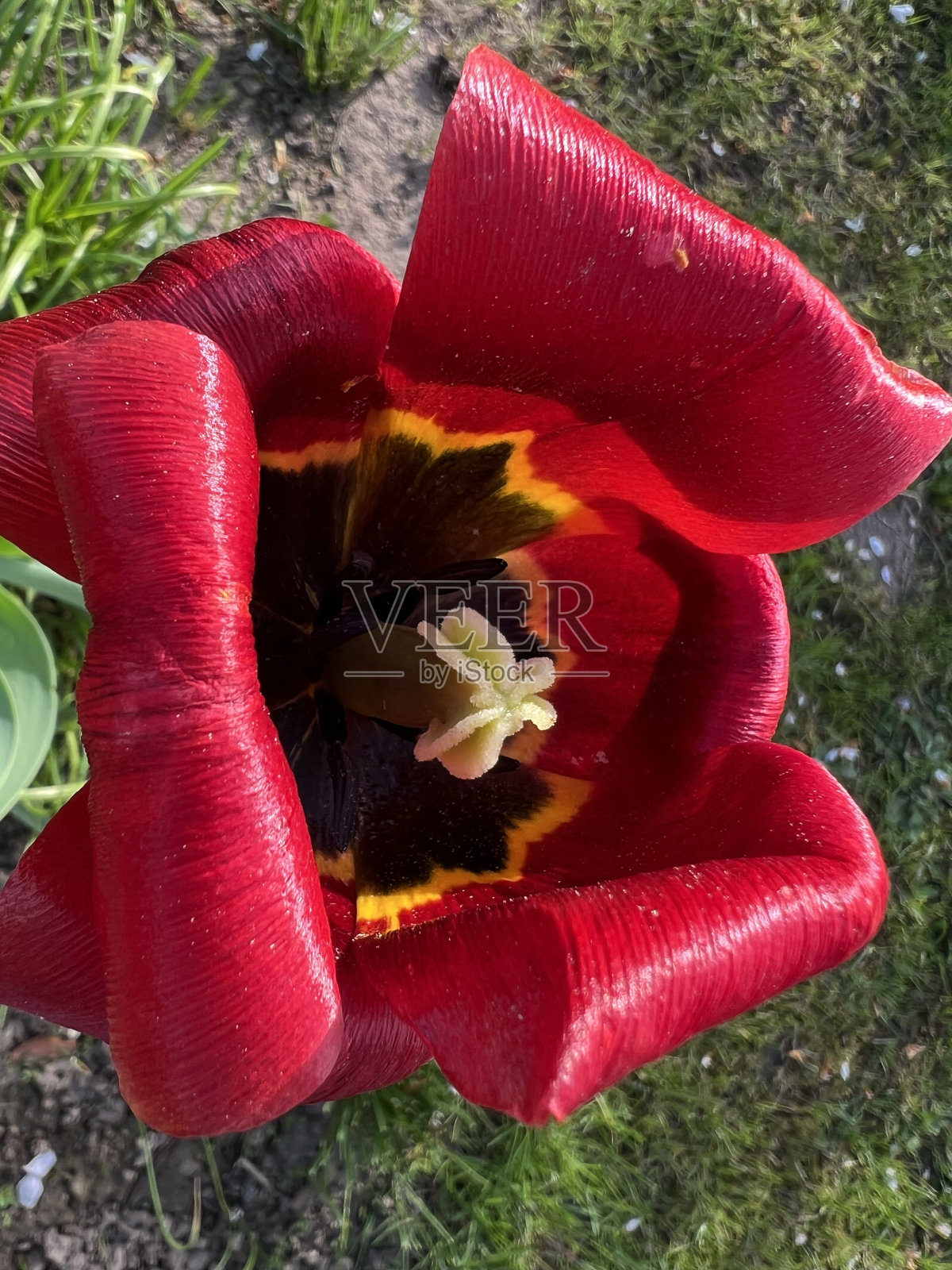 花园在春天，第一个春天的花朵盛开，花园安排照片摄影图片