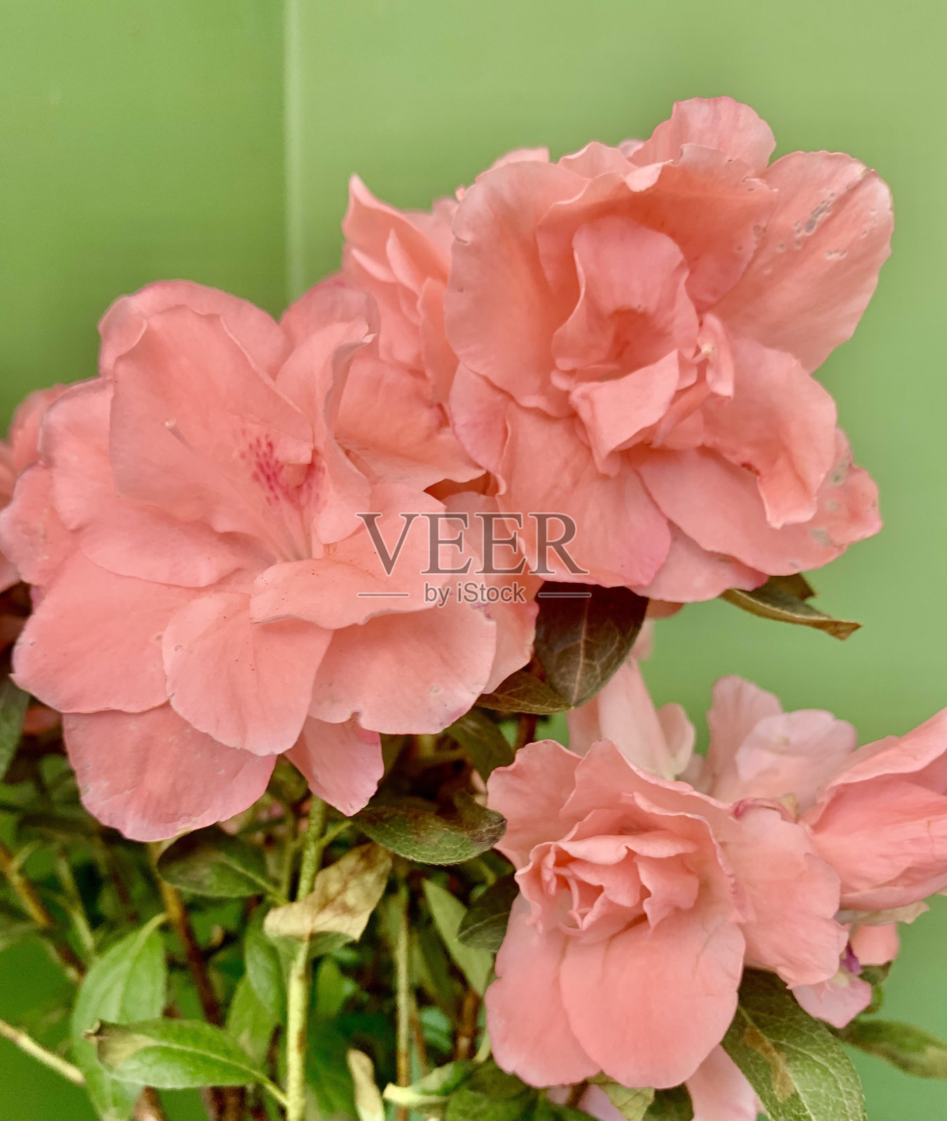 粉红色的杜鹃花照片摄影图片