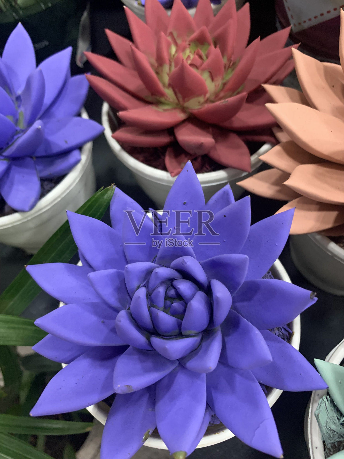 色彩斑斓的肉质植物照片摄影图片