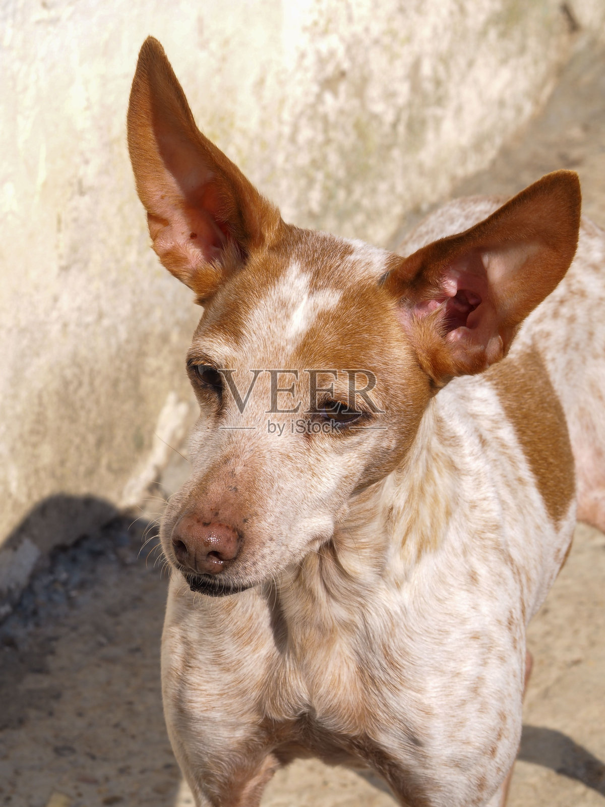 一只长着大耳朵的棕白相间的小猎犬的特写镜头照片摄影图片