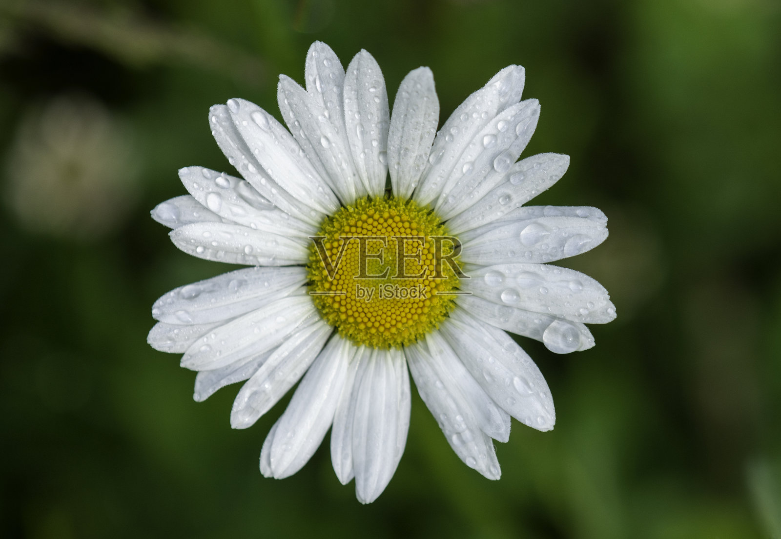 雨后的雏菊# 2照片摄影图片