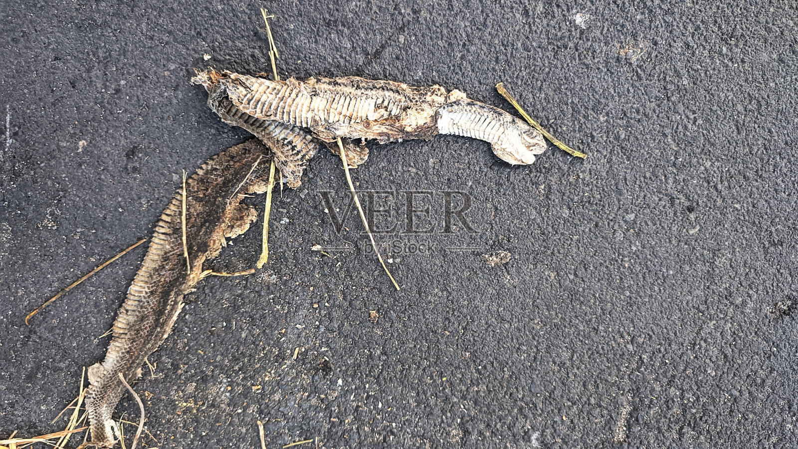 干了的死蛇照片摄影图片