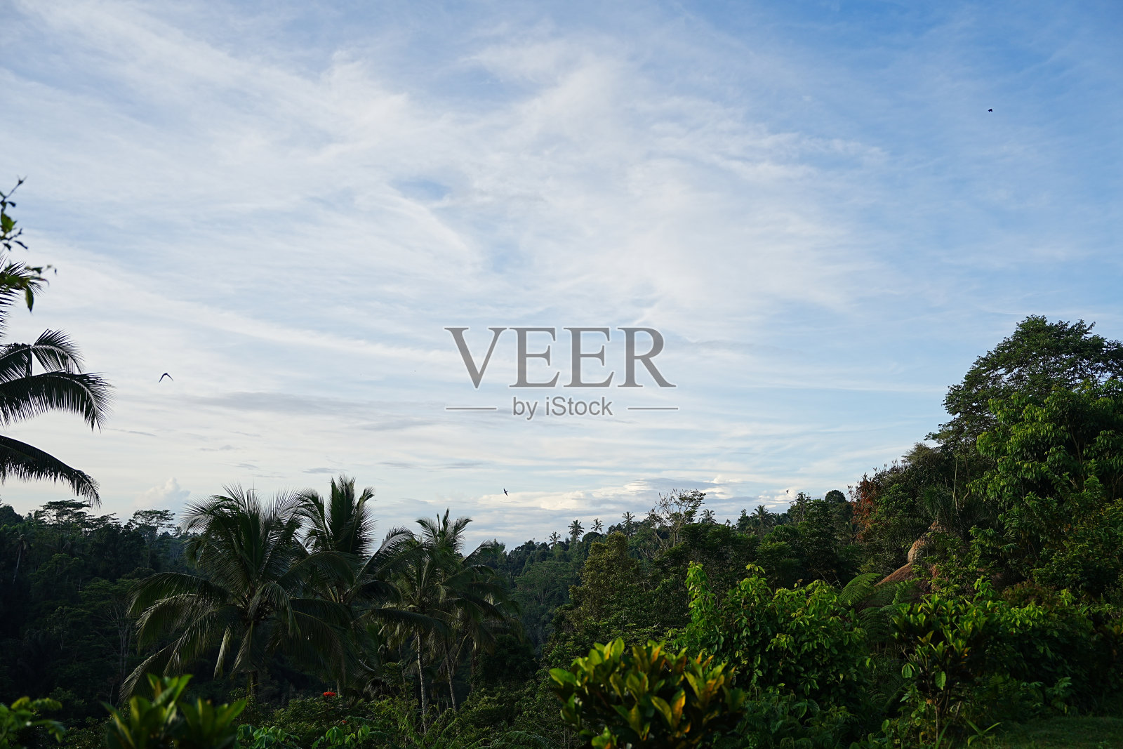 丛林照片摄影图片