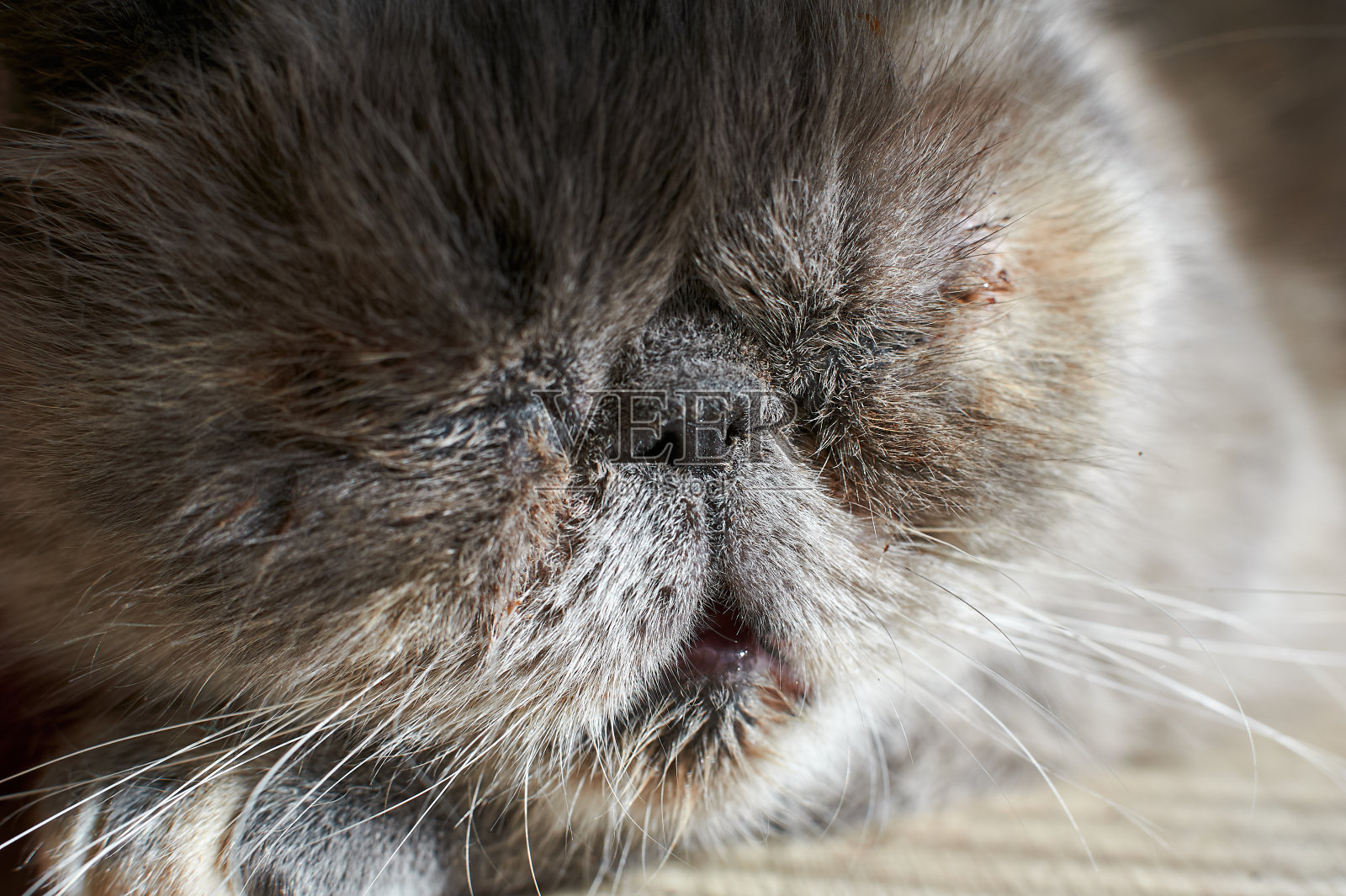 患有结膜炎和眼疾的白色外来猫，特写肖像照片摄影图片