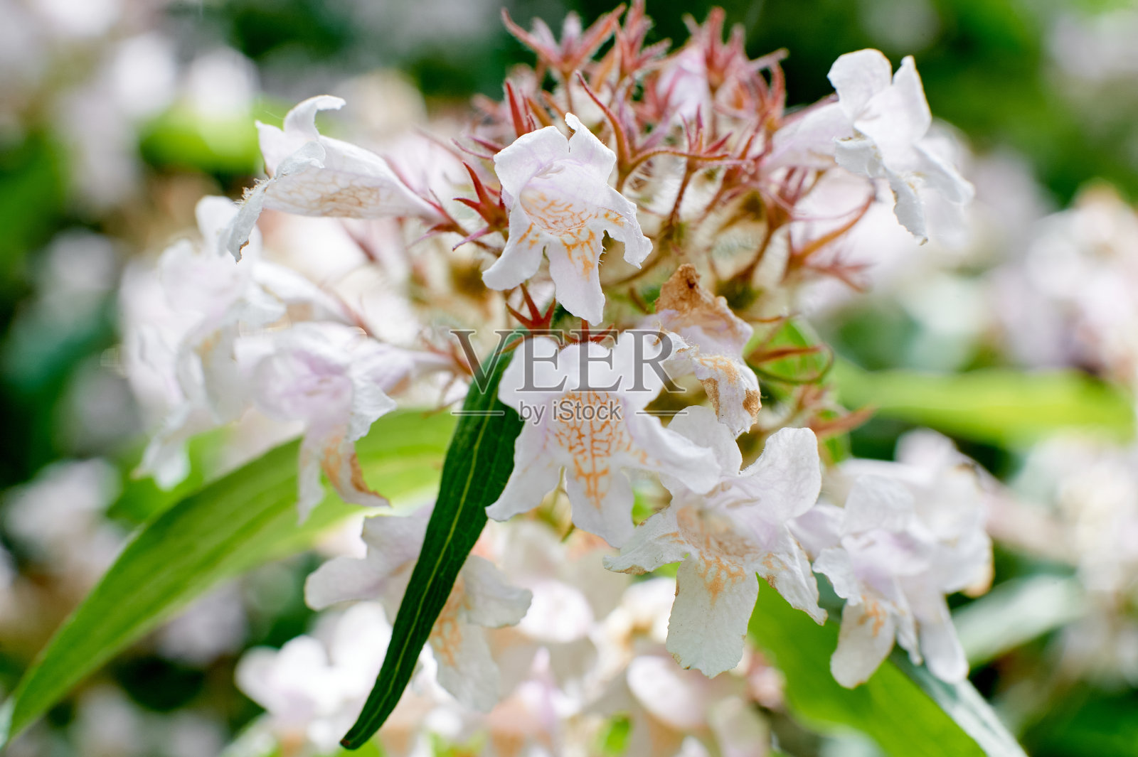 夏季，灌木上的狐尾草(Kolkwitzia amabilis)特写照片摄影图片