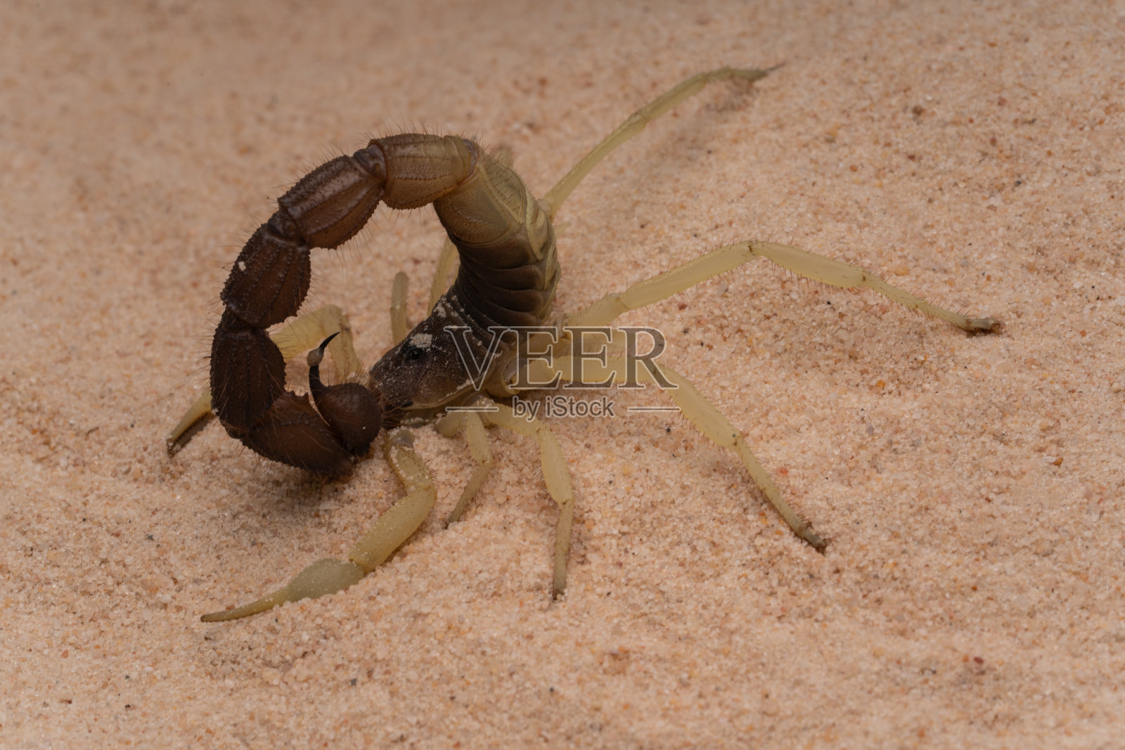 在沙子里挖洞的厚尾蝎子照片摄影图片