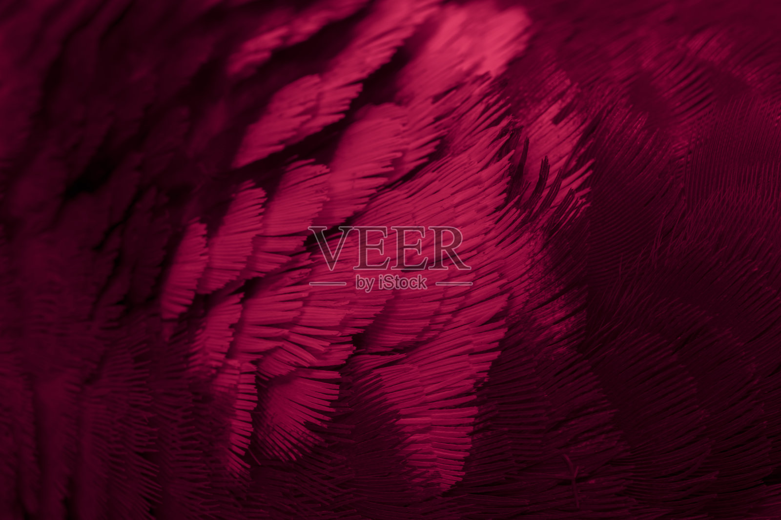 红羽鸽子微距照片。纹理或背景照片摄影图片