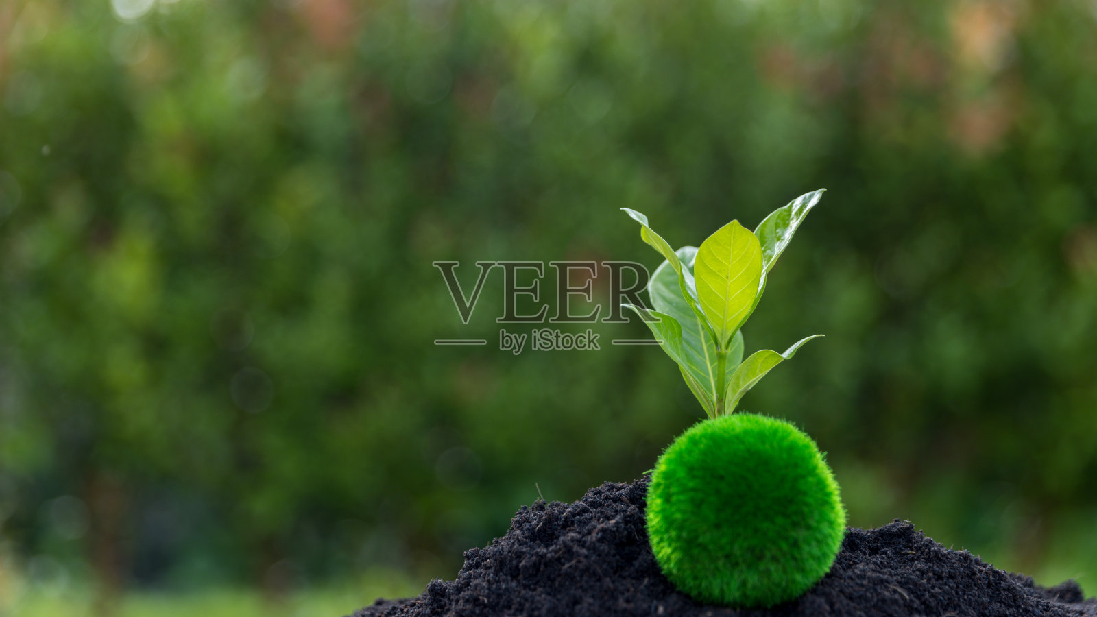 幼树:从土壤中生长的幼树或植物植物生长在自然生态系统中。年轻的绿树对我们的环境系统很重要。农业发展对环境是有害的。照片摄影图片