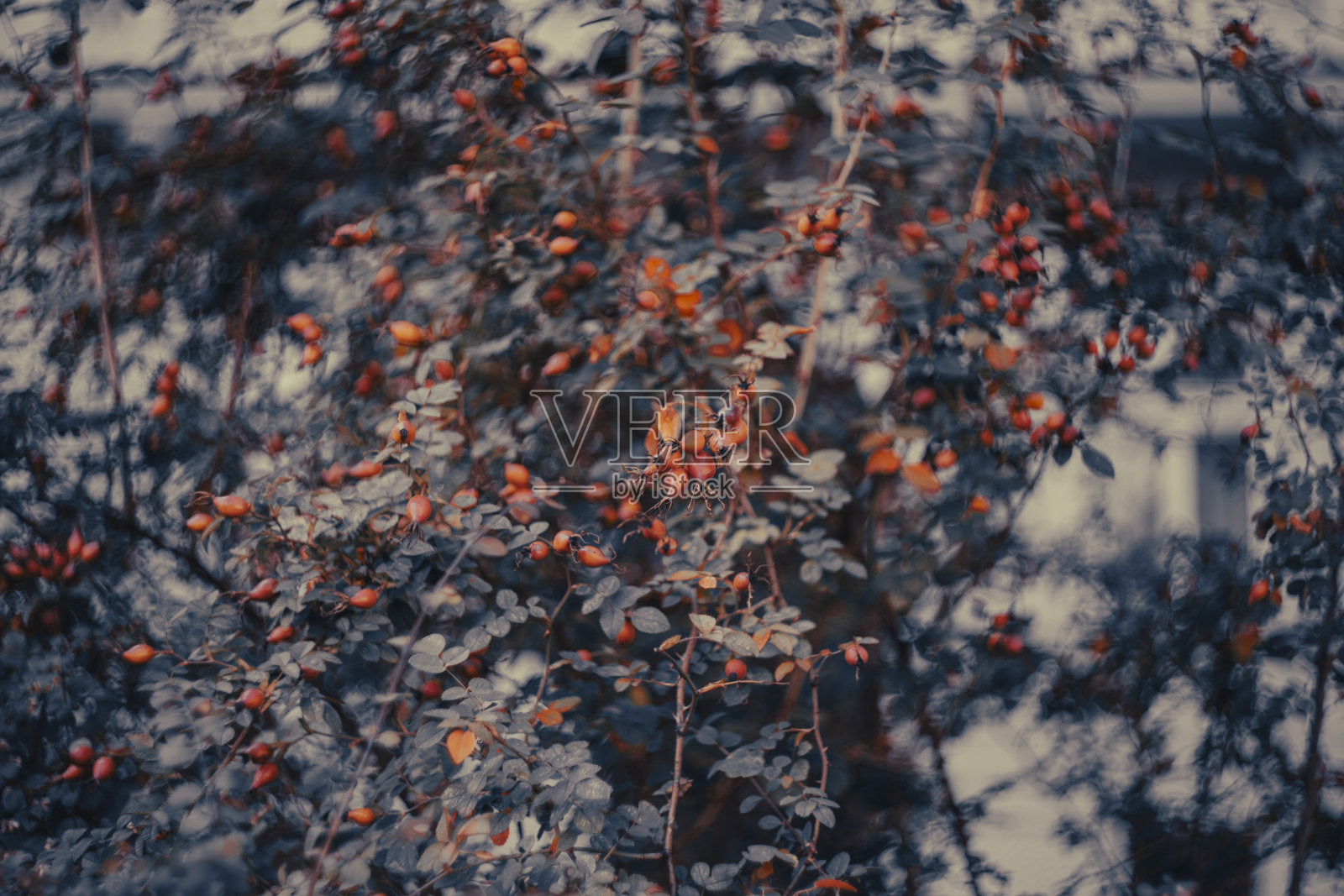 植物照片摄影图片