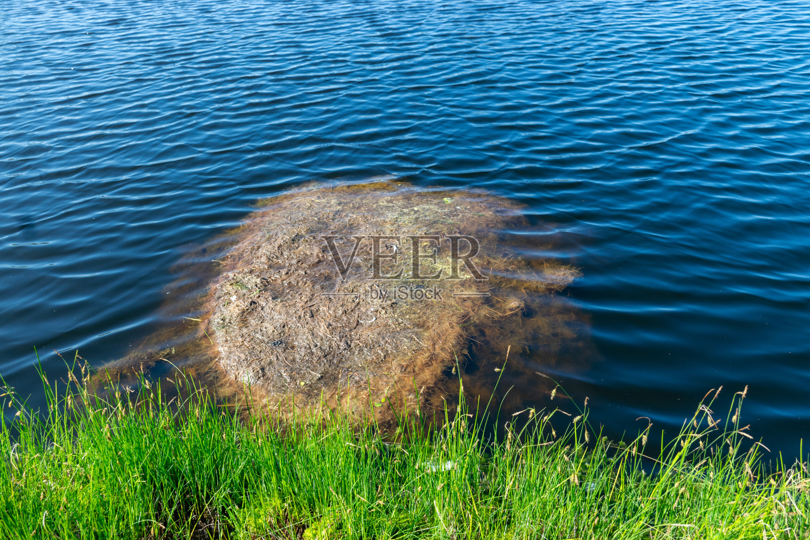 草和水池，泥炭沼泽，泥炭形成在沼泽湖照片摄影图片