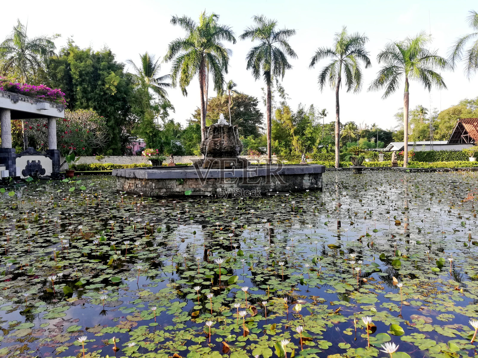 荷塘与许多小花在一个阳光明媚的日子照片摄影图片
