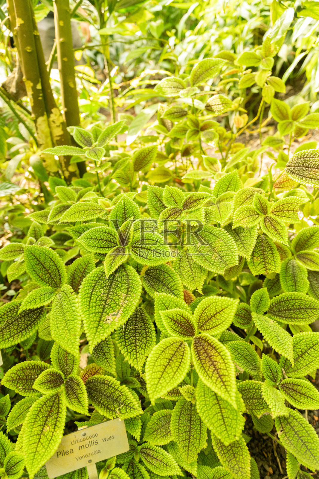 位于瑞士苏黎世的Pilea Mollis工厂照片摄影图片