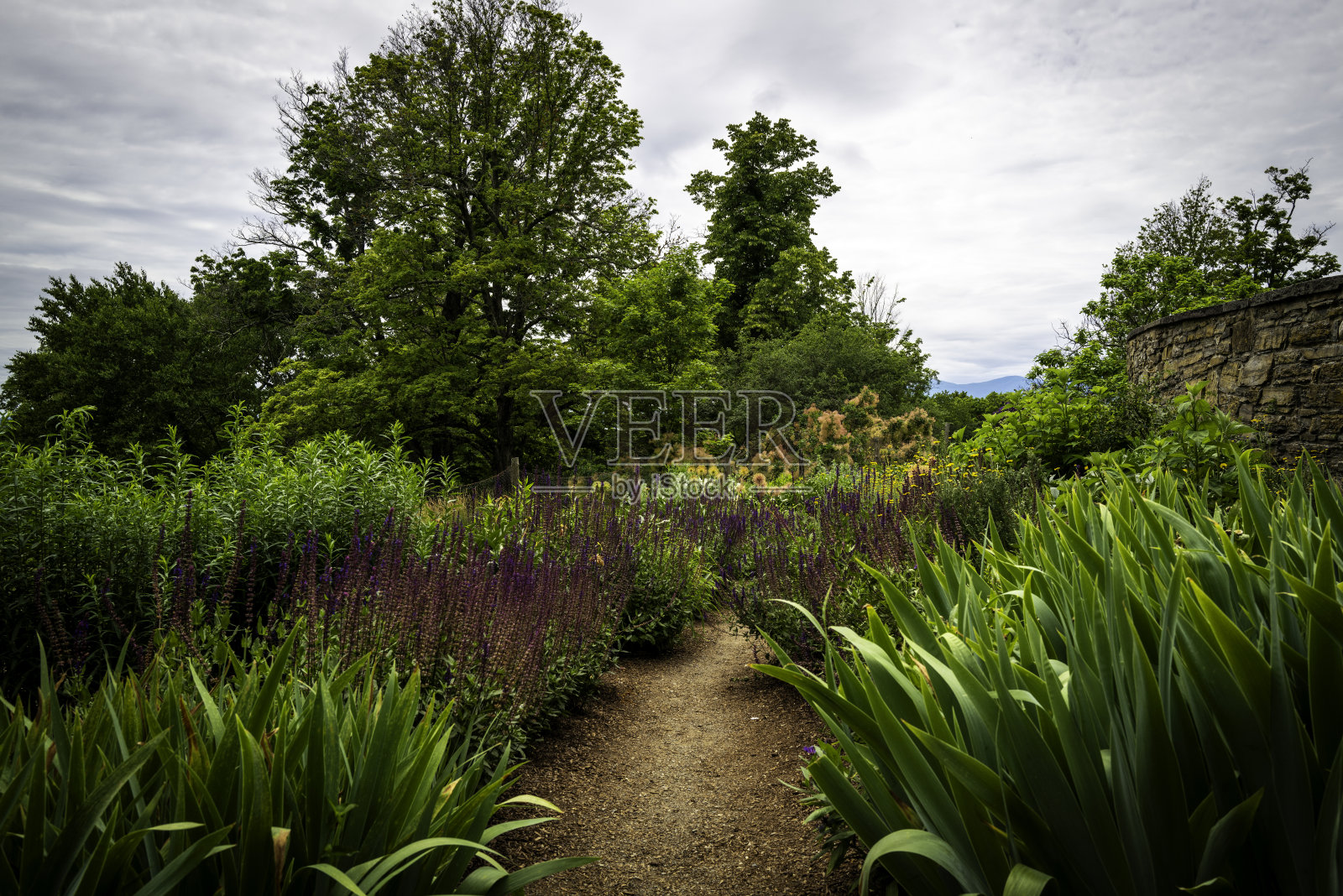花园有植物，树木和步行道照片摄影图片