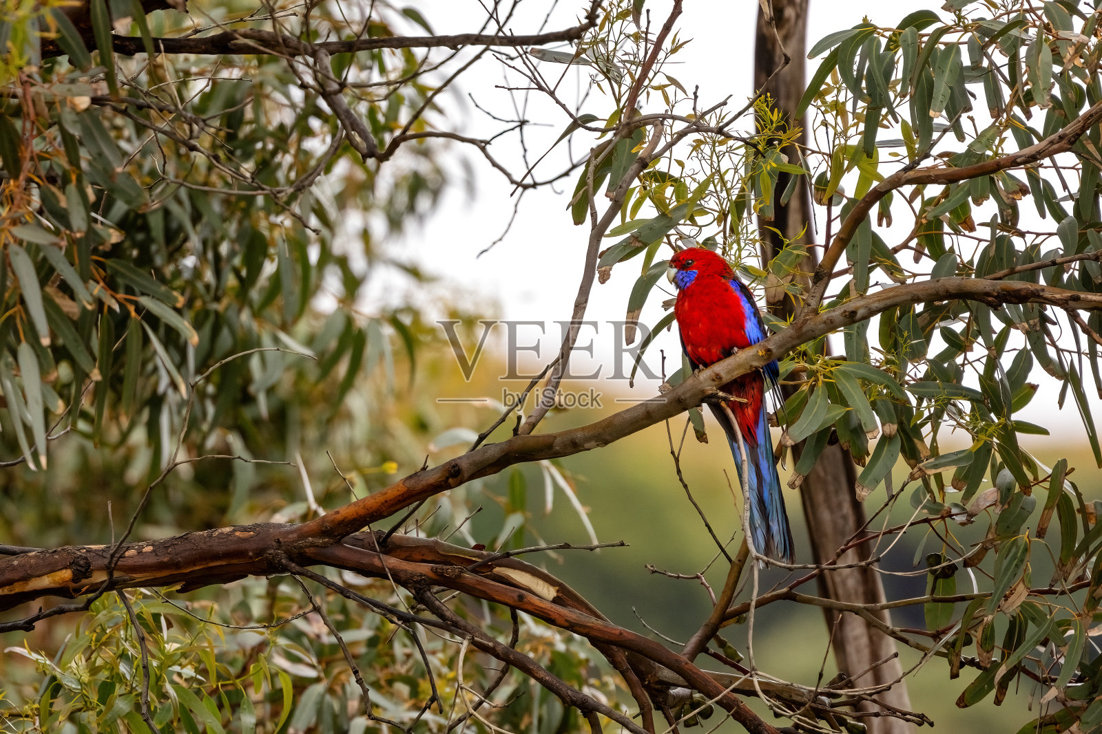 澳大利亚大洋路的一棵桉树上栖息着一株深红色的蔷薇。澳大利亚东部和东南部特有的。照片摄影图片