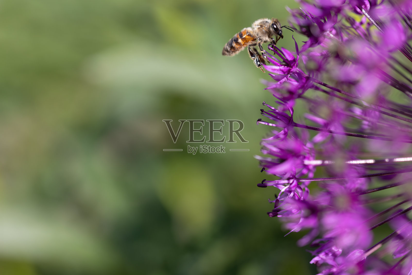 一只蜜蜂飞到丝绒葱花上采蜜的特写照片摄影图片