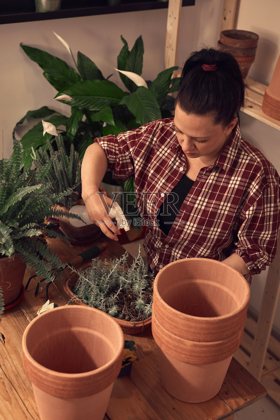 妇女在室内重新盆栽和照顾室内植物。照片摄影图片