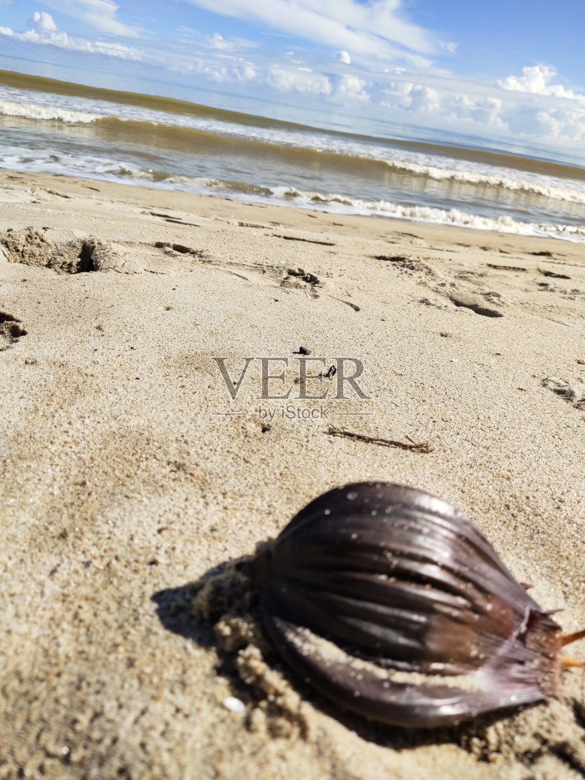 沙滩上的椰子照片摄影图片