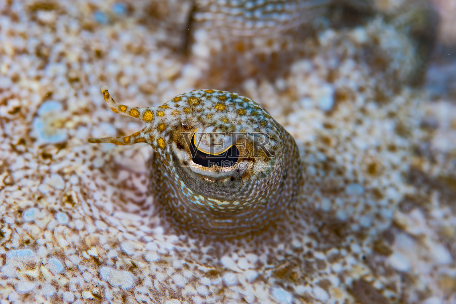 比目鱼的眼睛照片摄影图片