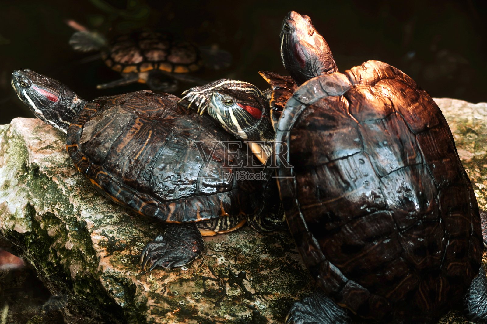 海龟照片摄影图片