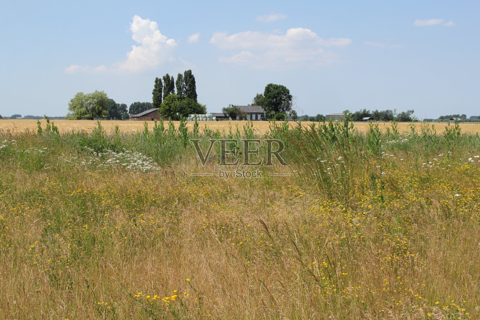 有各种野花的乡村风景照片摄影图片