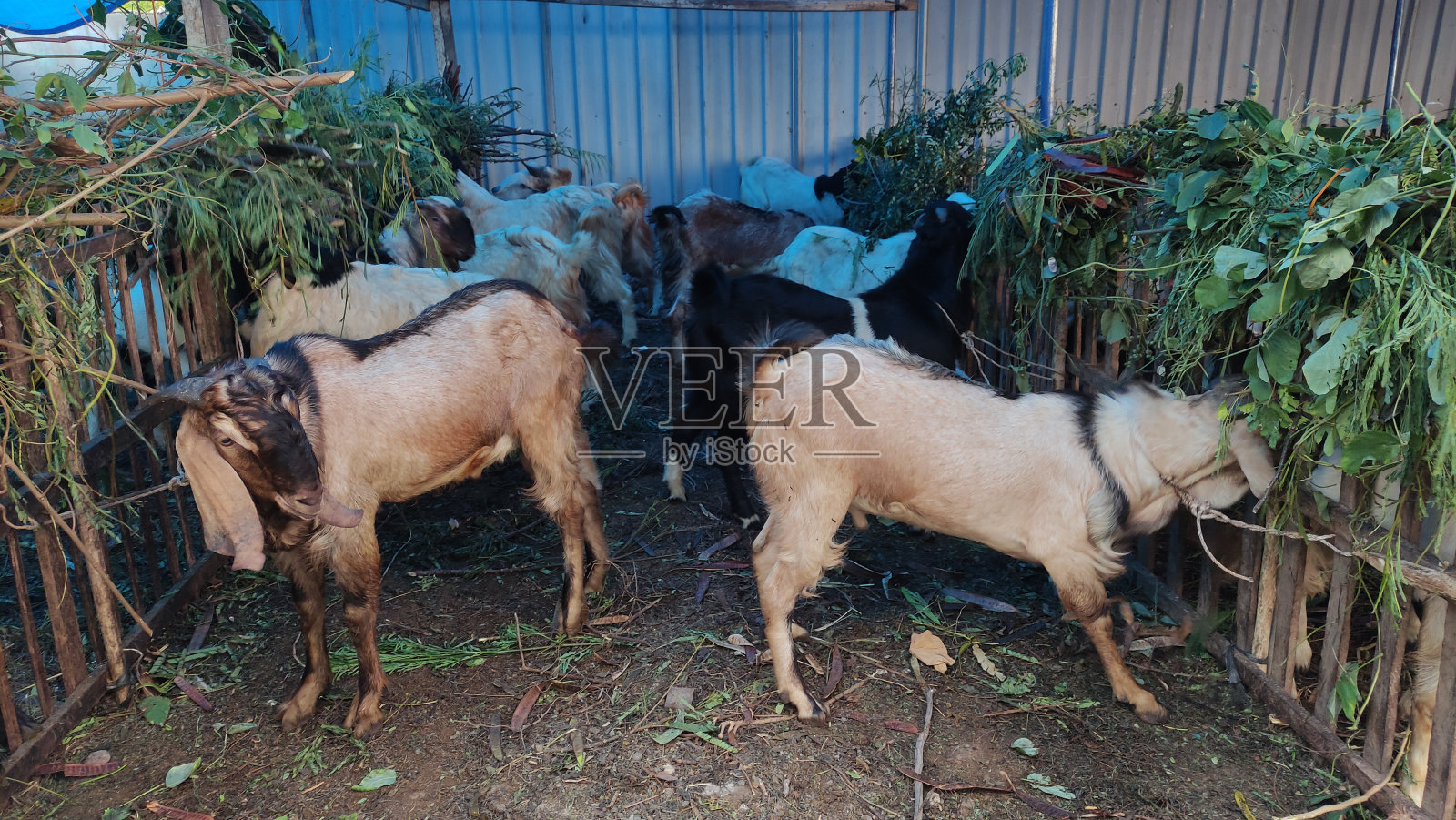 为庆祝宰牲节出售山羊和牛1444年回教节照片摄影图片