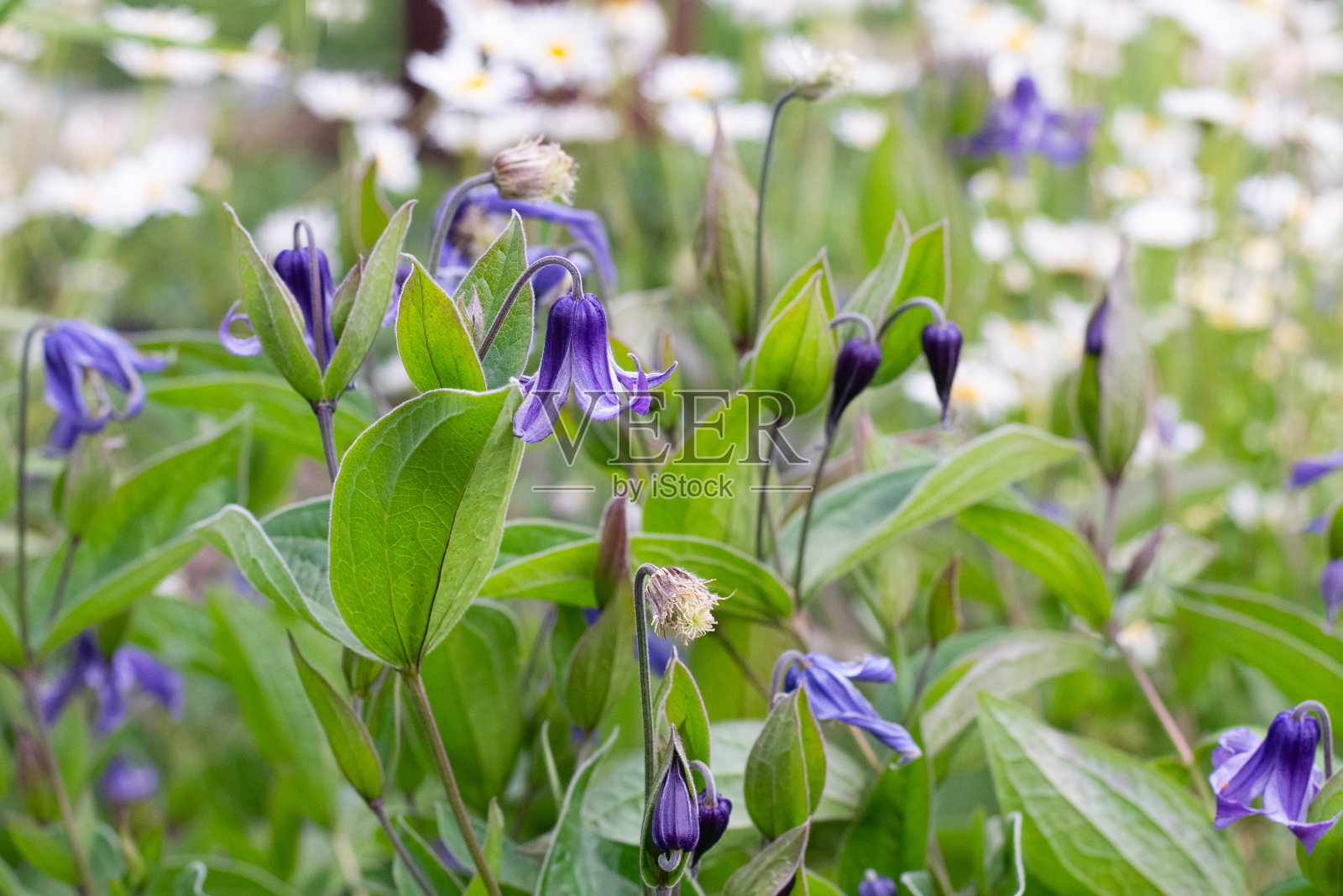 蓝色铁线莲照片摄影图片