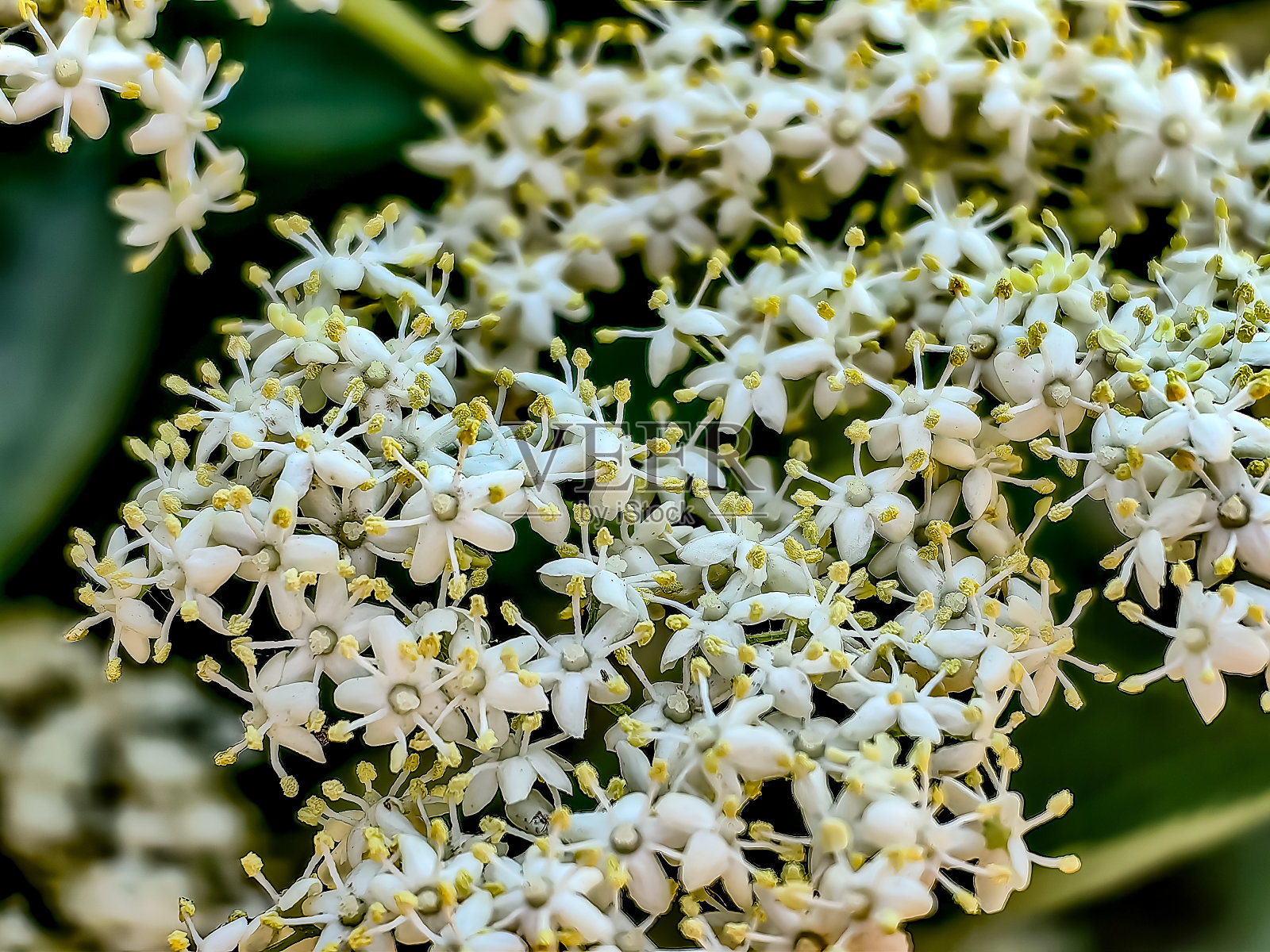夏天汉堡周边的自然风光照片照片摄影图片