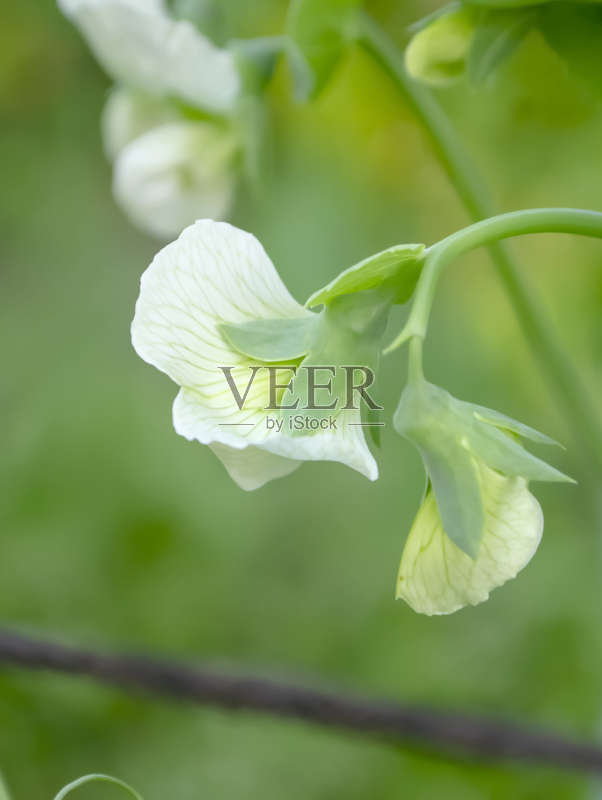 在花园里种豌豆——白花。豌豆在开阔的田野里开花。豌豆的成熟是第一朵花。照片摄影图片