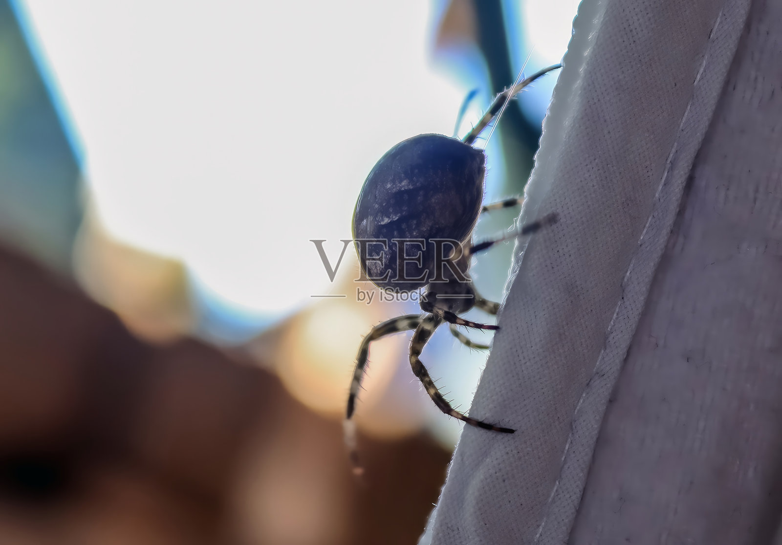 一只大蜘蛛在晾衣绳上行走的选择性焦点照片摄影图片